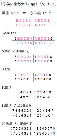岐阜県揖斐郡大野町黒野 ほさか歯科:乳歯から永久歯への時期